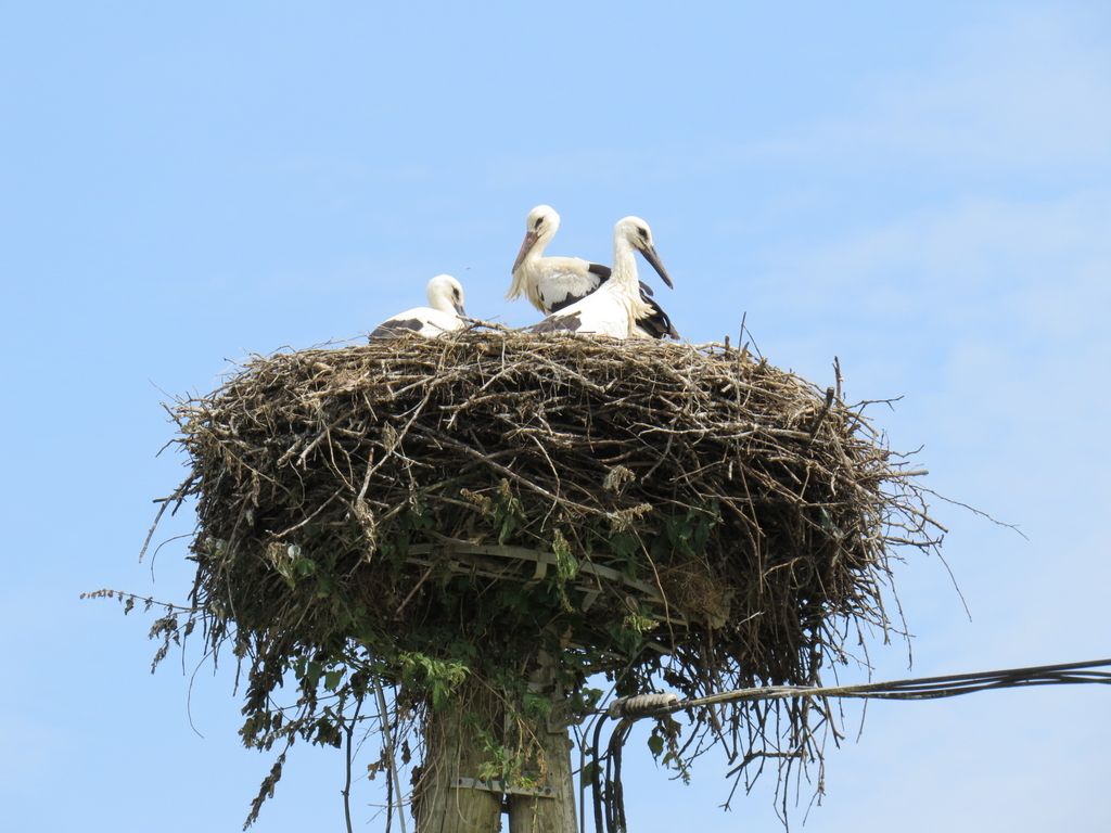 Neumen je tisti ptič, ki se sramuje svojega gnezda. 