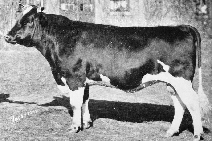 V Mariboru so se soočali s pomanjkanjem mleka. Vir slike: Wikipedia commons.