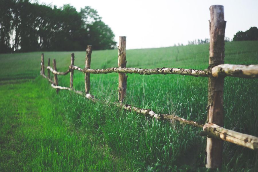 Hlapec je našel način, da vole spravi v ogrado, brez da odpre leso ali podre ogrado. Vir slike: Pixabay.