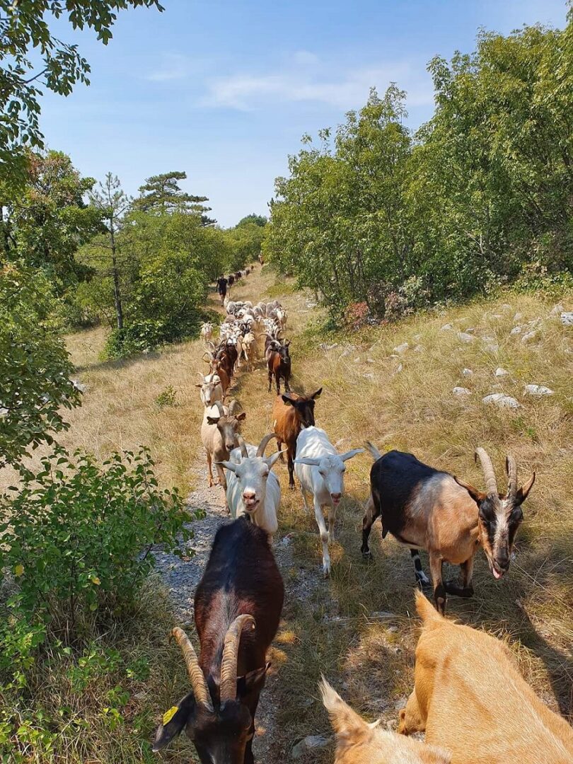 Kras. Skrbni kozjerejci so svoje koze odpeljali na varno pred grozečim peklom plamenov.