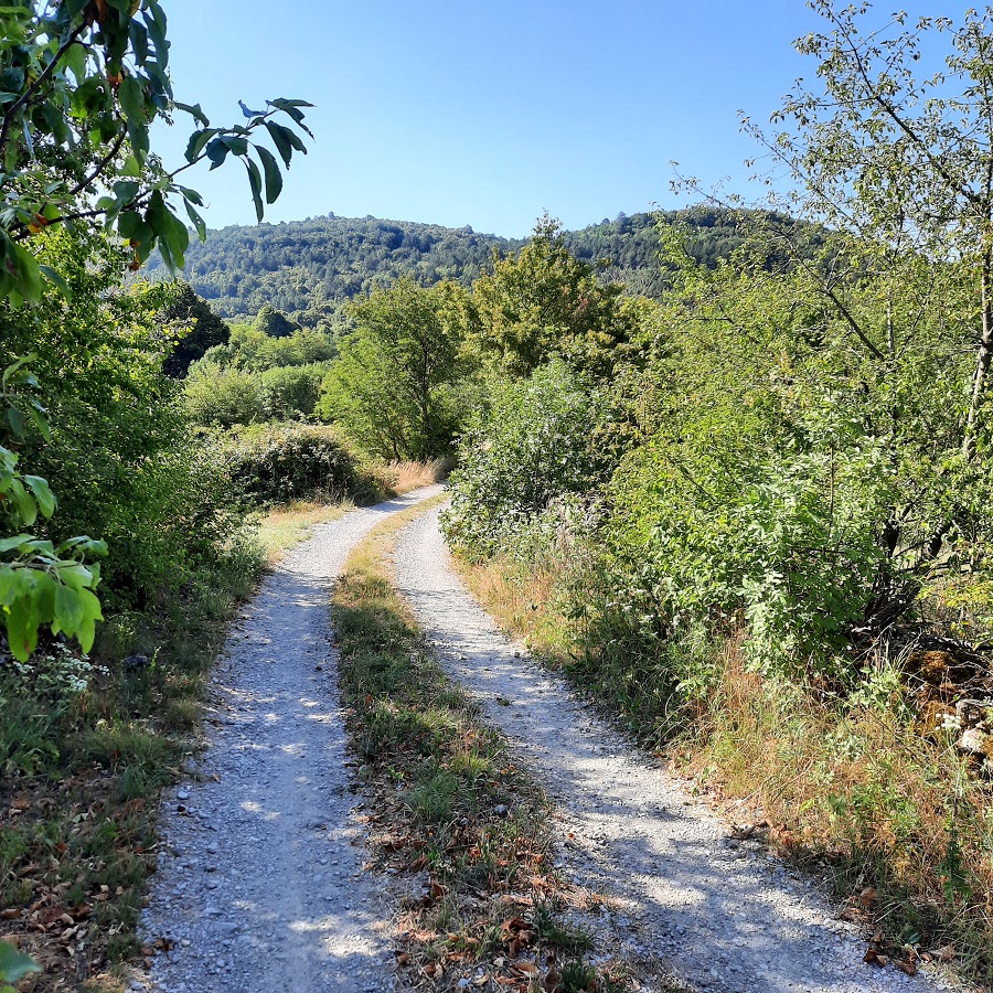 Kras. Vzdrževane dostopne poti precej olajšajo gašenje požarov tudi na Krasu.