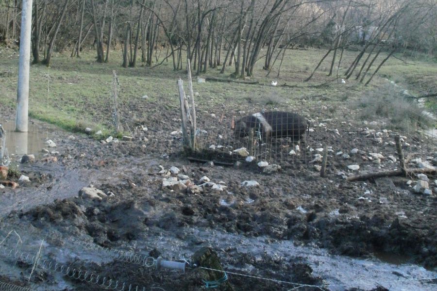 Nunči. Krškopoljci se imajo dobro na pašniku kjer se lahko valjajo v blatni kopeli. Vir slike: VB.