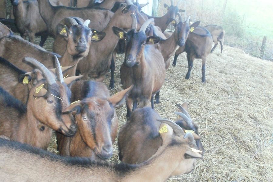 Nunč. Srnaste koze so prava izbira pasme koz za to kmetijo. Vir slike: VB.