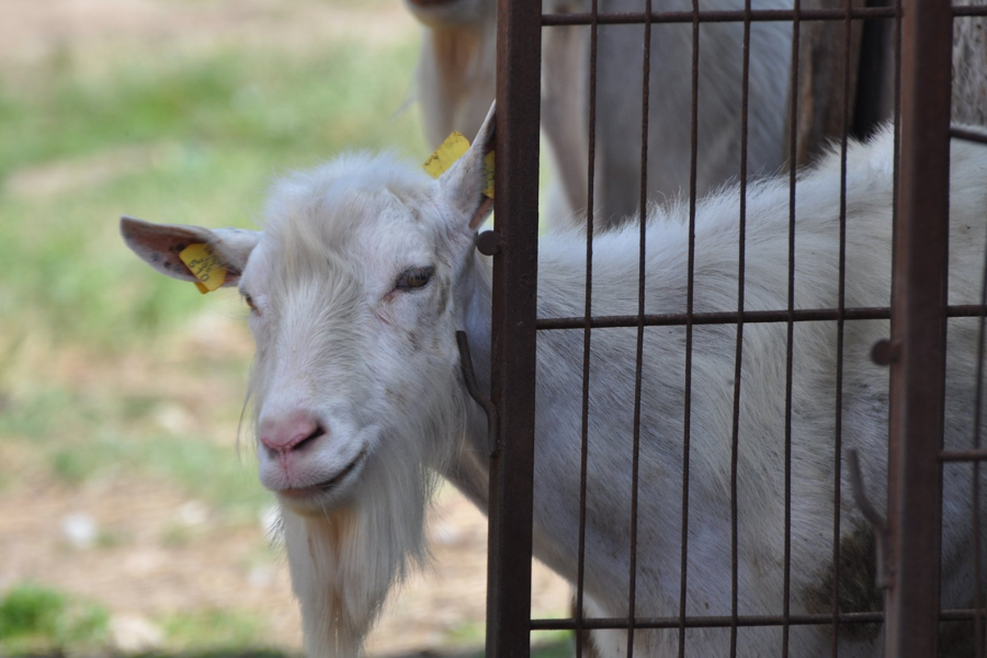 Delež ekoloških kmetijskih površin. Večina anketirancev meni, da se pri njihovi ekološki proizvodnji bolj upošteva dobro počutje živali. Vir slike: IFOAM.