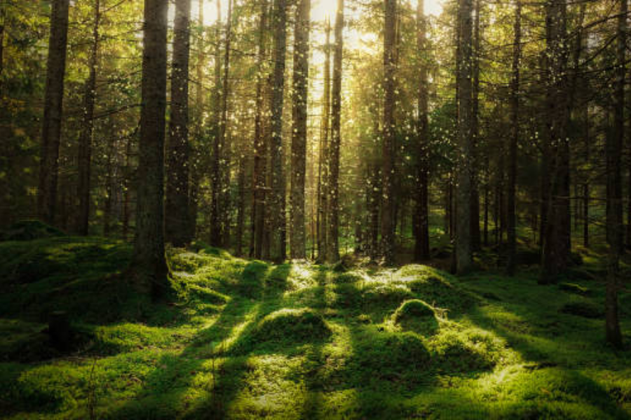 Svetovni dan zemlje. Letošnji svetovni dan Zemlje opozarja na pomen vlaganja v naš planet. Vir slike: iStock.
