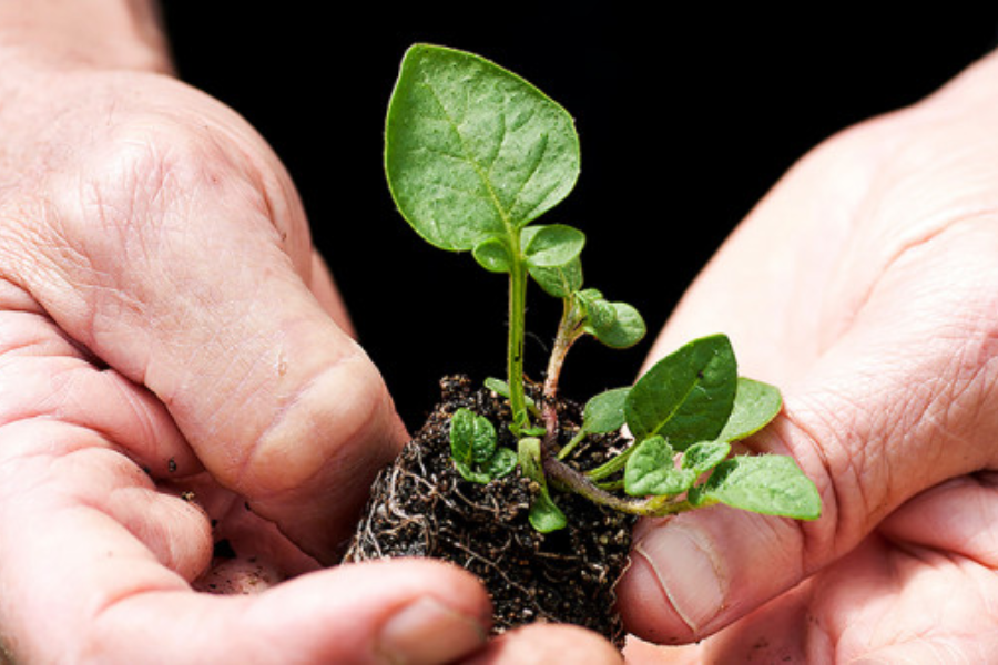 Od rastlin je odvisnih 80 % hrane, ki jo pojemo, in 98 % kisika, ki ga dihamo. Milijoni ljudi na svetu zaradi škodljivcev in bolezni nimajo dovolj hrane. Vir slike: Horticulture NZ.