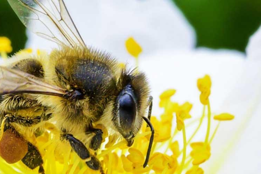 Svetovni dan čebel. Trije od štirih rastling po vsem svetu, ki proizvajajo sadje ali semena za prehrano ljudi, so vsaj delno odvisni od čebel in drugih opraševalcev. Vir slike: FAO.