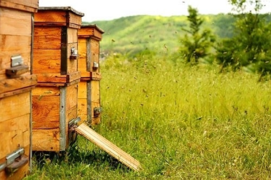 Svetovni dan čebel. Človeške dejavnosti vse bolj ogrožajo čebele in druge opraševalce. Vir slike: Beekeeping 101.