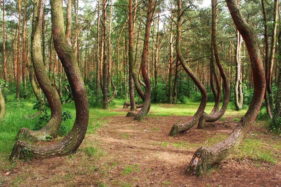 Fotografija enega izmed poljskih gozdov danes. Vir slike: AG.