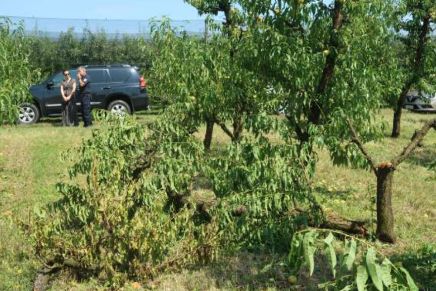 Poziv vladi. Zaradi neurja poškodovan nasad breskev. Vir slike: STA.