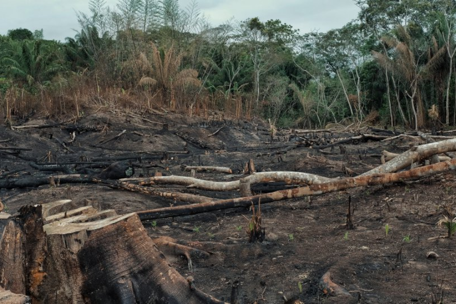 Industrija kakava je pod pritiskom, da zmanjša svoj prispevek h krčenju gozdov. Vir slike: Lumina Intelligence.