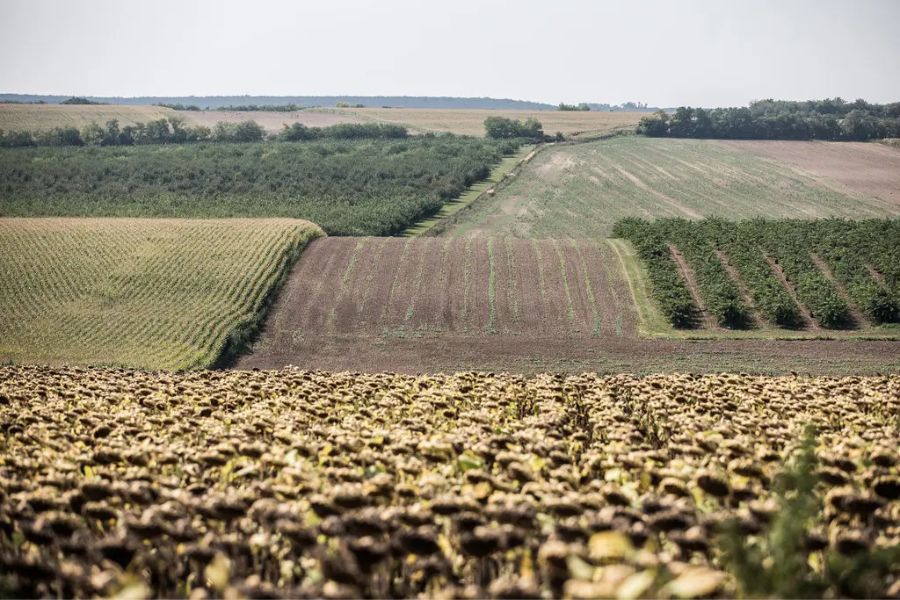 Promocija hrane. Kmetijska polja v okrožju Fejer, Madžarska. Vir slike: NYT.