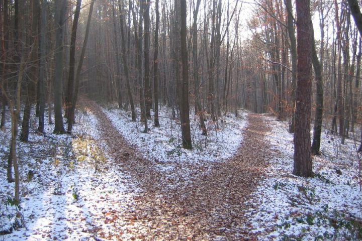 Kolumna kam naprej_vir slike Pixabay